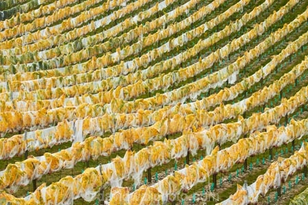 agricultural;agriculture;autuminal;autumn;autumn-colour;autumn-colours;autumnal;Bannockburn;bird-nets;bird-netting;Central-Otago;central-otago-vineyard;central-otago-vineyards;central-otago-wineries;central-otago-winery;color;colors;colour;colours;country;countryside;crop;crops;cultivation;deciduous;diagonal;fall;farm;farming;farmland;farms;field;fields;golden;grape;grapes;grapevine;green;green-and-yellow;horticulture;leaf;leaves;line;lines;Mount-Difficulty-Vineyard;Mount-Difficulty-Vineyards;Mount-Difficulty-Winery;Mount-Difficulty-Wines;Mt-Difficulty-Vineyard;Mt-Difficulty-Vineyards;Mt-Difficulty-Winery;Mt-Difficulty-Wines;Mt.-Difficulty-Vineyard;Mt.-Difficulty-Vineyards;Mt.-Difficulty-Winery;Mt.-Difficulty-Wines;N.Z.;near-Cromwell;net;nets;netting;New-Zealand;NZ;Otago;pattern;patterns;row;rows;rural;S.I.;season;seasonal;seasons;SI;South-Is;South-Is.;south-island;Sth-Is;tree;trees;vine;vines;vineyard;vineyards;vintage;wineage;wineries;winery;wines;yellow;yellow-and-green