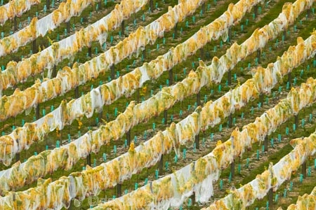 agricultural;agriculture;autuminal;autumn;autumn-colour;autumn-colours;autumnal;Bannockburn;bird-nets;bird-netting;Central-Otago;central-otago-vineyard;central-otago-vineyards;central-otago-wineries;central-otago-winery;color;colors;colour;colours;country;countryside;crop;crops;cultivation;deciduous;diagonal;fall;farm;farming;farmland;farms;field;fields;golden;grape;grapes;grapevine;green;green-and-yellow;horticulture;leaf;leaves;line;lines;Mount-Difficulty-Vineyard;Mount-Difficulty-Vineyards;Mount-Difficulty-Winery;Mount-Difficulty-Wines;Mt-Difficulty-Vineyard;Mt-Difficulty-Vineyards;Mt-Difficulty-Winery;Mt-Difficulty-Wines;Mt.-Difficulty-Vineyard;Mt.-Difficulty-Vineyards;Mt.-Difficulty-Winery;Mt.-Difficulty-Wines;N.Z.;near-Cromwell;net;nets;netting;New-Zealand;NZ;Otago;pattern;patterns;row;rows;rural;S.I.;season;seasonal;seasons;SI;South-Is;South-Is.;south-island;Sth-Is;tree;trees;vine;vines;vineyard;vineyards;vintage;wineage;wineries;winery;wines;yellow;yellow-and-green