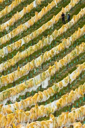 agricultural;agriculture;autuminal;autumn;autumn-colour;autumn-colours;autumnal;Bannockburn;bird-nets;bird-netting;Central-Otago;central-otago-vineyard;central-otago-vineyards;central-otago-wineries;central-otago-winery;color;colors;colour;colours;country;countryside;crop;crops;cultivation;deciduous;diagonal;fall;farm;farming;farmland;farms;field;fields;golden;grape;grapes;grapevine;horticulture;leaf;leaves;line;lines;Mount-Difficulty-Vineyard;Mount-Difficulty-Vineyards;Mount-Difficulty-Winery;Mount-Difficulty-Wines;Mt-Difficulty-Vineyard;Mt-Difficulty-Vineyards;Mt-Difficulty-Winery;Mt-Difficulty-Wines;Mt.-Difficulty-Vineyard;Mt.-Difficulty-Vineyards;Mt.-Difficulty-Winery;Mt.-Difficulty-Wines;N.Z.;near-Cromwell;net;nets;netting;New-Zealand;NZ;Otago;pattern;patterns;row;rows;rural;S.I.;season;seasonal;seasons;SI;South-Is;South-Is.;south-island;Sth-Is;tree;trees;vine;vines;vineyard;vineyard-manager;vineyard-worker;vineyard-workers;vineyards;vintage;wineage;wineries;winery;wines;yellow