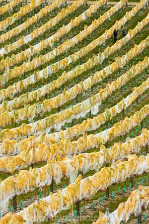 agricultural;agriculture;autuminal;autumn;autumn-colour;autumn-colours;autumnal;Bannockburn;bird-nets;bird-netting;Central-Otago;central-otago-vineyard;central-otago-vineyards;central-otago-wineries;central-otago-winery;color;colors;colour;colours;country;countryside;crop;crops;cultivation;deciduous;diagonal;fall;farm;farming;farmland;farms;field;fields;golden;grape;grapes;grapevine;green;green-and-yellow;horticulture;leaf;leaves;line;lines;Mount-Difficulty-Vineyard;Mount-Difficulty-Vineyards;Mount-Difficulty-Winery;Mount-Difficulty-Wines;Mt-Difficulty-Vineyard;Mt-Difficulty-Vineyards;Mt-Difficulty-Winery;Mt-Difficulty-Wines;Mt.-Difficulty-Vineyard;Mt.-Difficulty-Vineyards;Mt.-Difficulty-Winery;Mt.-Difficulty-Wines;N.Z.;near-Cromwell;net;nets;netting;New-Zealand;NZ;Otago;pattern;patterns;row;rows;rural;S.I.;season;seasonal;seasons;SI;South-Is;South-Is.;south-island;Sth-Is;tree;trees;vine;vines;vineyard;vineyard-manager;vineyard-worker;vineyard-workers;vineyards;vintage;wineage;wineries;winery;wines;yellow;yellow-and-green