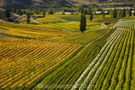 agricultural;agriculture;autuminal;autumn;autumn-colour;autumn-colours;autumnal;Bannockburn;Central-Otago;central-otago-vineyard;central-otago-vineyards;central-otago-wineries;central-otago-winery;color;colors;colour;colours;country;countryside;crop;crops;cultivation;deciduous;fall;farm;farming;farmland;farms;Felton-Road-Vineyard;Felton-Road-Vineyards;Felton-Road-Wines;field;fields;golden;grape;grapes;grapevine;horticulture;leaf;leaves;N.Z.;near-Cromwell;New-Zealand;NZ;Otago;poplar;poplar-tree;poplar-trees;poplars;row;rows;rural;S.I.;season;seasonal;seasons;SI;South-Is;South-Is.;South-Island;Sth-Is;tree;trees;vine;vines;vineyard;vineyards;vintage;wineage;wineries;winery;wines;yellow