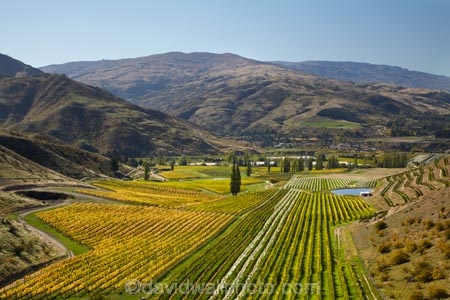 agricultural;agriculture;autuminal;autumn;autumn-colour;autumn-colours;autumnal;Bannockburn;Central-Otago;central-otago-vineyard;central-otago-vineyards;central-otago-wineries;central-otago-winery;color;colors;colour;colours;country;countryside;crop;crops;cultivation;deciduous;fall;farm;farming;farmland;farms;Felton-Road-Vineyard;Felton-Road-Vineyards;Felton-Road-Wines;field;fields;golden;grape;grapes;grapevine;horticulture;leaf;leaves;N.Z.;near-Cromwell;New-Zealand;NZ;Otago;poplar;poplar-tree;poplar-trees;poplars;row;rows;rural;S.I.;season;seasonal;seasons;SI;South-Is;South-Is.;South-Island;Sth-Is;tree;trees;vine;vines;vineyard;vineyards;vintage;wineage;wineries;winery;wines;yellow