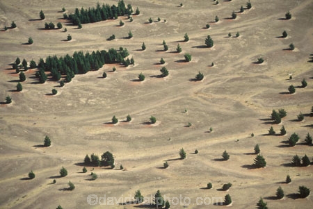barren;dry;lord-of-the-rings-location-site;middle-earth;pines;track;tracks;tree