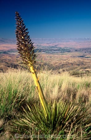 alpine;Central-Otago;flowers;N.Z.;native;nature;new-zealand;NZ;plant;prickle;prickles;S.I.;SI;South-Island;spears;spike;spikes;spikey;spines