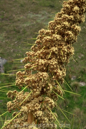 alpine;Central-Otago;flowers;N.Z.;native;nature;New-Zealand;NZ;plant;prickle;prickles;S.I.;SI;South-Island;spears;spike;spikes;spikey;spines