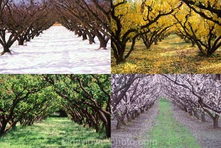 apricot;apricots;autuminal;autumn;autumnal;bannockburn;bloom;blooming;blooms;blossom;blossoming;blossoms;Central-Otago;cold;color;colors;colour;colours;country;countryside;crop;crops;deciduous;fall;farm;farming;farmland;farms;field;freeze;freezing;fresh;fruit;fruit-tree;fruit-trees;grow;growth;horticulture;hot;leaf;leaves;New-Zealand;orchard;orchards;renew;row;rows;rural;season;seasonal;seasons;snow;snowing;snowy;South-Island;spring;springtime;summer;summertime;summery;tree;trees;warm;white;winter;wintery
