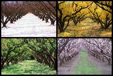 apricot;apricots;autuminal;autumn;autumnal;bannockburn;bloom;blooming;blooms;blossom;blossoming;blossoms;Central-Otago;cold;color;colors;colour;colours;country;countryside;crop;crops;deciduous;fall;farm;farming;farmland;farms;field;freeze;freezing;fresh;fruit;fruit-tree;fruit-trees;grow;growth;horticulture;hot;leaf;leaves;New-Zealand;orchard;orchards;renew;row;rows;rural;season;seasonal;seasons;snow;snowing;snowy;South-Island;spring;springtime;summer;summertime;summery;tree;trees;warm;white;winter;wintery