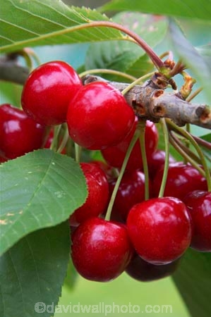 Central-Otago;Cherries;cherry;cherry-orchard;cherry-tree;cherry-trees;country;countryside;Cromwell;crop;crops;delicious;farm;farming;farmland;farms;field;food;fruit;fruit-fruits;fruit-tree;fruit-trees;horticulture;New-Zelaland;orchard;orchards;red;row;rows;rural;season;seasonal;seasons;South-Island;tree;trees