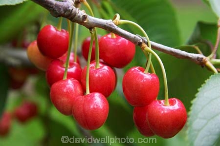 Central-Otago;Cherries;cherry;cherry-orchard;cherry-tree;cherry-trees;country;countryside;Cromwell;crop;crops;delicious;farm;farming;farmland;farms;field;food;fruit;fruit-fruits;fruit-tree;fruit-trees;horticulture;New-Zelaland;orchard;orchards;red;row;rows;rural;season;seasonal;seasons;South-Island;tree;trees