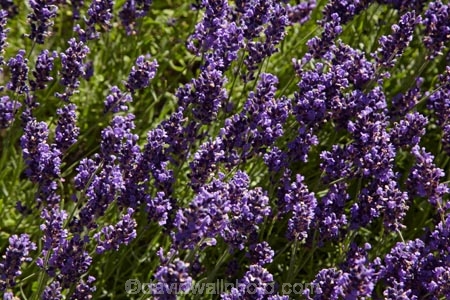 Briar-Dell;Briar-Dell-Lavender-Farm;Central-Otago;country;countryside;Cromwell;crop;crops;farm;farming;farmland;farms;horticulture;Lamiaceae;Lavandula;lavender;lavender-farm;lavender-farms;lavenders;mauve;N.Z.;New-Zealand;NZ;Otago;purple;S.I.;SI;South-Is.;South-Island;violet