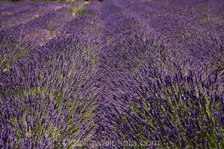Central-Otago;country;countryside;Cromwell;crop;crops;farm;farming;farmland;farms;horticulture;Lamiaceae;Lavandula;lavender;lavender-farm;lavender-farms;lavenders;Lowburn;lowburn-lavender;lowburn-lavender-farm;lowburn-valley-lavender;lowburn-valley-lavender-farm;mauve;N.Z.;New-Zealand;NZ;Otago;purple;S.I.;SI;South-Is.;South-Island;violet