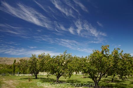 apricot;apricot-orchard;apricot-orchards;apricot-tree;apricot-trees;apricots;Bannockburn;Central-Otago;cirrus-cloud;cirrus-clouds;cloud;clouds;country;countryside;crop;crops;farm;farming;farmland;farms;field;fruit;fruit-tree;fruit-trees;horticulture;N.Z.;New-Zealand;NZ;orchard;orchards;row;rows;rural;S.I.;SI;South-Is.;South-Island;tree;trees