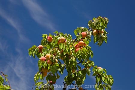 apricot;apricot-orchard;apricot-orchards;apricot-tree;apricot-trees;apricots;Bannockburn;Central-Otago;cirrus-cloud;cirrus-clouds;cloud;clouds;country;countryside;crop;crops;farm;farming;farmland;farms;field;fruit;fruit-tree;fruit-trees;horticulture;N.Z.;New-Zealand;NZ;orchard;orchards;row;rows;rural;S.I.;SI;South-Is.;South-Island;tree;trees