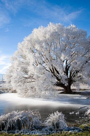 agricultural;agriculture;beautiful;calm;calmness;Central-Otago;Central-Otago-Rail-Trail;clean;clear;cold;Coldness;Color;Colour;country;countryside;Daytime;Exterior;farm;farming;farmland;farms;field;fields;freeze;freezing;freezing-fog;frost;Frosted;frosty;frozen-pond;frozen-ponds;high-country;hoar-frost;hoar-frosts;Hoarfrost;hoarfrosts;ice;ice-crystals;icy;idyllic;Landscape;Landscapes;Maniototo;meadow;meadows;N.Z.;natural;Nature;new-zealand;NZ;Omakau;Otago;Otago-Central-Rail-Trail;Outdoor;Outdoors;Outside;paddock;paddocks;pasture;pastures;peaceful;Peacefulness;phenomena;phenomenon;pond;ponds;pool;pools;pure;Quiet;Quietness;rail-trail;rail-trails;reservoir;reservoirs;rime;rime-ice;rural;S.I.;Scenic;Scenics;Season;Seasons;SI;silence;south-island;spectacular;stunning;tranquil;tranquility;tree;trees;view;water;weather;White;willow;willow-tree;willow-trees;willows;winter;Wintertime;wintery;wintry