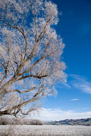 agricultural;agriculture;beautiful;calm;calmness;Central-Otago;clean;clear;cold;Coldness;Color;Colour;country;countryside;Daytime;Exterior;farm;farming;farmland;farms;field;fields;freeze;freezing;freezing-fog;frost;Frosted;frosty;high-country;hoar-frost;hoar-frosts;Hoarfrost;hoarfrosts;ice;ice-crystals;icy;Ida-Valley;idyllic;Landscape;Landscapes;Maniototo;meadow;meadows;N.Z.;natural;Nature;new-zealand;NZ;Otago;Oturehua;Outdoor;Outdoors;Outside;paddock;paddocks;pasture;pastures;peaceful;Peacefulness;phenomena;phenomenon;pure;Quiet;Quietness;rime;rime-ice;rural;S.I.;Scenic;Scenics;Season;Seasons;SI;silence;south-island;spectacular;stunning;tranquil;tranquility;tree;trees;view;water;weather;White;willow;willow-tree;willow-trees;willows;winter;Wintertime;wintery;wintry