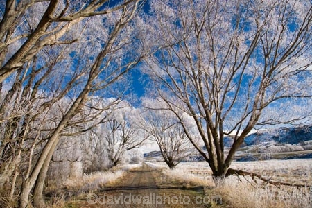 agricultural;agriculture;beautiful;calm;calmness;Central-Otago;Central-Otago-Rail-Trail;clean;clear;cold;Coldness;Color;Colour;country;countryside;Daytime;Exterior;farm;farming;farmland;farms;field;fields;freeze;freezing;freezing-fog;frost;Frosted;frosty;high-country;hoar-frost;hoar-frosts;Hoarfrost;hoarfrosts;ice;ice-crystals;icy;Ida-Valley;idyllic;Landscape;Landscapes;Maniototo;meadow;meadows;N.Z.;natural;Nature;new-zealand;NZ;Otago;Otago-Central-Rail-Trail;Oturehua;Outdoor;Outdoors;Outside;paddock;paddocks;pasture;pastures;peaceful;Peacefulness;phenomena;phenomenon;pure;Quiet;Quietness;rail-trail;rail-trails;rime;rime-ice;rural;S.I.;Scenic;Scenics;Season;Seasons;SI;silence;south-island;spectacular;stunning;tranquil;tranquility;tree;trees;view;water;weather;White;willow;willow-tree;willow-trees;willows;winter;Wintertime;wintery;wintry