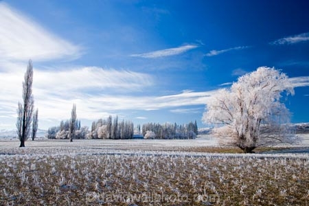 agricultural;agriculture;beautiful;calm;calmness;Central-Otago;clean;clear;cold;Coldness;Color;Colour;country;countryside;Daytime;Exterior;farm;farming;farmland;farms;field;fields;freeze;freezing;freezing-fog;frost;Frosted;frosty;high-country;hoar-frost;hoar-frosts;Hoarfrost;hoarfrosts;ice;ice-crystals;icy;Ida-Valley;idyllic;Landscape;Landscapes;Maniototo;meadow;meadows;N.Z.;natural;Nature;new-zealand;NZ;Otago;Outdoor;Outdoors;Outside;paddock;paddocks;pasture;pastures;peaceful;Peacefulness;phenomena;phenomenon;Poolburn;poplar;poplar-tree;poplar-trees;poplars;pure;Quiet;Quietness;rime;rime-ice;rural;S.I.;Scenic;Scenics;Season;Seasons;SI;silence;south-island;spectacular;stunning;tranquil;tranquility;tree;trees;view;water;weather;White;willow;willow-tree;willow-trees;willows;winter;Wintertime;wintery;wintry