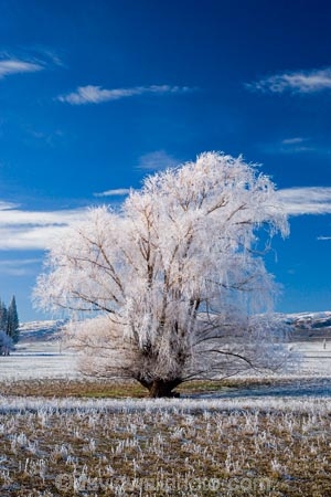 agricultural;agriculture;beautiful;calm;calmness;Central-Otago;clean;clear;cold;Coldness;Color;Colour;country;countryside;Daytime;Exterior;farm;farming;farmland;farms;field;fields;freeze;freezing;freezing-fog;frost;Frosted;frosty;high-country;hoar-frost;hoar-frosts;Hoarfrost;hoarfrosts;ice;ice-crystals;icy;Ida-Valley;idyllic;Landscape;Landscapes;Maniototo;meadow;meadows;N.Z.;natural;Nature;new-zealand;NZ;Otago;Outdoor;Outdoors;Outside;paddock;paddocks;pasture;pastures;peaceful;Peacefulness;phenomena;phenomenon;Poolburn;pure;Quiet;Quietness;rime;rime-ice;rural;S.I.;Scenic;Scenics;Season;Seasons;SI;silence;south-island;spectacular;stunning;tranquil;tranquility;tree;trees;view;water;weather;White;willow;willow-tree;willow-trees;willows;winter;Wintertime;wintery;wintry