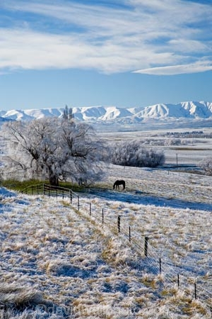 agricultural;agriculture;beautiful;calm;calmness;Central-Otago;clean;clear;cold;Coldness;Color;Colour;country;countryside;Daytime;Exterior;farm;farming;farmland;farms;field;fields;freeze;freezing;freezing-fog;frost;Frosted;frosty;Hawkdun-Range;Hawkdun-Ranges;high-country;hoar-frost;hoar-frosts;Hoarfrost;hoarfrosts;ice;ice-crystals;icy;Ida-Valley;idyllic;Landscape;Landscapes;Maniototo;meadow;meadows;N.Z.;natural;Nature;new-zealand;NZ;Otago;Outdoor;Outdoors;Outside;paddock;paddocks;pasture;pastures;peaceful;Peacefulness;phenomena;phenomenon;Poolburn;pure;Quiet;Quietness;rime;rime-ice;rural;S.I.;Scenic;Scenics;Season;Seasons;SI;silence;south-island;spectacular;stunning;tranquil;tranquility;tree;trees;view;water;weather;White;willow;willow-tree;willow-trees;willows;winter;Wintertime;wintery;wintry