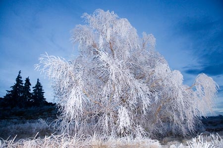 Alexandra;beautiful;Butchers-Dam;calm;calmness;Central-Otago;clean;clear;cold;Coldness;Color;Colour;Daytime;Exterior;freeze;freezing;freezing-fog;frost;Frosted;frosty;high-country;hoar-frost;hoar-frosts;Hoarfrost;hoarfrosts;ice;ice-crystals;icy;idyllic;Landscape;Landscapes;N.Z.;natural;Nature;new-zealand;NZ;Otago;Outdoor;Outdoors;Outside;peaceful;Peacefulness;phenomena;phenomenon;pure;Quiet;Quietness;rime;rime-ice;S.I.;Scenic;Scenics;Season;Seasons;SI;silence;south-island;spectacular;stunning;tranquil;tranquility;tree;trees;view;water;weather;weeping-willow;weeping-willows;White;willow;willow-tree;willow-trees;willows;winter;Wintertime;wintery;wintry