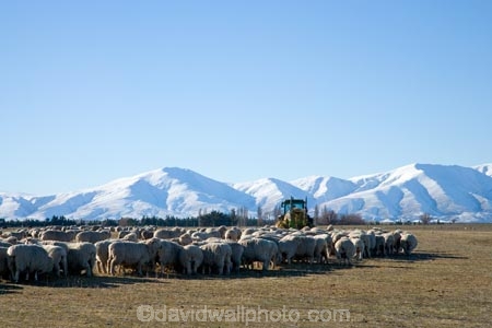 agricultural;agriculture;Central-Otago;country;countryside;farm;Farmer-Feeding;farming;farmland;farms;field;fields;hay;Kakanui-Mountains;Maniototo;meadow;meadows;N.Z.;New-Zealand;NZ;Otago;paddock;paddocks;pasture;pastures;Ranfurly;rural;S.I.;Sheep;SI;South-Island
