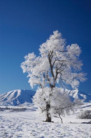 agricultural;agriculture;beautiful;calm;calmness;Central-Otago;clean;clear;cold;Coldness;Color;Colour;country;countryside;Daytime;Exterior;extreme-weather;farm;farming;farmland;farms;field;fields;freeze;freezing;frost;Frosted;frosts;frosty;high-country;hoar-frost;hoar-frosts;Hoarfrost;hoarfrosts;ice;ice-crystals;icy;Ida-Range;idyllic;Landscape;Landscapes;Maniototo;meadow;meadows;Mount-Ida;Mt-Ida;Mt.-Ida;N.Z.;natural;Nature;new-zealand;NZ;Otago;Outdoor;Outdoors;Outside;paddock;paddocks;pasture;pastures;peaceful;Peacefulness;phenomena;phenomenon;pure;Quiet;Quietness;rime;rime-ice;rural;S.I.;Scenic;Scenics;Season;Seasons;SI;silence;South-Is.;South-Island;spectacular;stunning;tranquil;tranquility;view;water;weather;Wedderburn;White;winter;Wintertime;wintery;wintry