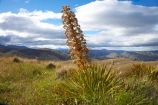 Aciphylla-aurea;alpine;back-country;backcountry;Central-Otago;flower;flower-spikes;flowers;golden;Golden-Spaniard;golden-speargrass;high-altitude;high-country;highcountry;highlands;N.Z.;New-Zealand;NZ;Otago;remote;remoteness;S.I.;SI;South-Island;Speargrass;spike;spikes;tussock;tussock-grass;tussocks;uiplands;upland;uplands