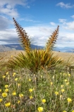 Aciphylla-aurea;alpine;alpine-flower;alpine-flowers;back-country;backcountry;Central-Otago;flower;flower-spikes;flowers;golden;Golden-Spaniard;golden-speargrass;high-altitude;high-country;highcountry;highlands;N.Z.;New-Zealand;NZ;Otago;remote;remoteness;S.I.;SI;South-Island;Speargrass;spike;spikes;tussock;tussock-grass;tussocks;uiplands;upland;uplands