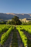 agricultural;agriculture;Central-Otago;central-otago-vineyard;central-otago-vineyards;central-otago-wineries;central-otago-winery;country;countryside;Cromwell;crop;crops;cultivation;farm;farming;farmland;farms;field;fields;golden;grape;grapes;grapevine;horticulture;mountain;N.Z.;New-Zealand;NZ;Otago;pisa-mountains;Pisa-Range;row;rows;rural;S.I.;season;seasonal;seasons;SI;South-Is.;south-island;vine;vines;vineyard;vineyards;vintage;wine;wineage;wineries;winery;wines;Wooing-Tree-Vineyard