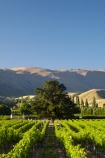 agricultural;agriculture;Central-Otago;central-otago-vineyard;central-otago-vineyards;central-otago-wineries;central-otago-winery;country;countryside;Cromwell;crop;crops;cultivation;farm;farming;farmland;farms;field;fields;golden;grape;grapes;grapevine;horticulture;mountain;N.Z.;New-Zealand;NZ;Otago;pisa-mountains;Pisa-Range;row;rows;rural;S.I.;season;seasonal;seasons;SI;South-Is.;south-island;vine;vines;vineyard;vineyards;vintage;wine;wineage;wineries;winery;wines;Wooing-Tree-Vineyard