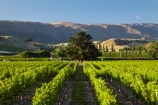 agricultural;agriculture;Central-Otago;central-otago-vineyard;central-otago-vineyards;central-otago-wineries;central-otago-winery;country;countryside;Cromwell;crop;crops;cultivation;farm;farming;farmland;farms;field;fields;golden;grape;grapes;grapevine;horticulture;mountain;N.Z.;New-Zealand;NZ;Otago;pisa-mountains;Pisa-Range;row;rows;rural;S.I.;season;seasonal;seasons;SI;South-Is.;south-island;vine;vines;vineyard;vineyards;vintage;wine;wineage;wineries;winery;wines;Wooing-Tree-Vineyard