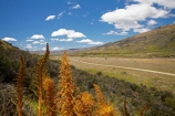 Aciphylla-aurea;Central-Otago;Golden-Spaniard-Flower;N.Z.;Nevis-Valley;New-Zealand;NZ;Otago;S.I.;SI;South-Is.;South-Island;Speargrass