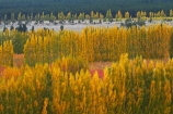 autuminal;autumn;autumn-colour;autumn-colours;autumnal;Bannockburn;Central-Otago;color;colors;colour;colours;country;countryside;Cromwell;crop;crops;deciduous;fall;farm;farming;farmland;farms;field;fruit;fruit-tree;fruit-trees;gold;golden;horticulture;leaf;leaves;N.Z.;New-Zealand;NZ;orchard;orchards;Otago;poplar;poplar-tree;poplar-trees;poplars;row;rows;rural;S.I.;season;seasonal;seasons;SI;South-Is;South-Island;Sth-Is;tree;trees;yellow