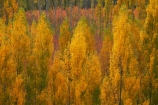 autuminal;autumn;autumn-colour;autumn-colours;autumnal;Bannockburn;Central-Otago;color;colors;colour;colours;country;countryside;Cromwell;crop;crops;deciduous;fall;farm;farming;farmland;farms;field;fruit;fruit-tree;fruit-trees;gold;golden;horticulture;leaf;leaves;N.Z.;New-Zealand;NZ;orchard;orchards;Otago;poplar;poplar-tree;poplar-trees;poplars;row;rows;rural;S.I.;season;seasonal;seasons;SI;South-Is;South-Island;Sth-Is;tree;trees;yellow