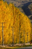 autuminal;autumn;autumn-colour;autumn-colours;autumnal;Central-Otago;color;colors;colour;colours;Cromwell;deciduous;fall;gold;golden;leaf;leaves;line;lines;N.Z.;New-Zealand;NZ;Otago;pole;poles;poplar;poplar-tree;poplar-trees;poplars;post;posts;power-line;power-lines;power-pole;power-poles;Ripponvale;Ripponvale-Rd;Ripponvale-Road;S.I.;season;seasonal;seasons;SI;South-Is;South-Island;Sth-Is;telegraph-line;telegraph-lines;telegraph-pole;telegraph-poles;tree;trees;wire;wires;yellow