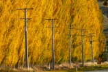 autuminal;autumn;autumn-colour;autumn-colours;autumnal;Central-Otago;color;colors;colour;colours;Cromwell;deciduous;fall;gold;golden;leaf;leaves;line;lines;N.Z.;New-Zealand;NZ;Otago;pole;poles;poplar;poplar-tree;poplar-trees;poplars;post;posts;power-line;power-lines;power-pole;power-poles;Ripponvale;Ripponvale-Rd;Ripponvale-Road;S.I.;season;seasonal;seasons;SI;South-Is;South-Island;Sth-Is;telegraph-line;telegraph-lines;telegraph-pole;telegraph-poles;tree;trees;wire;wires;yellow