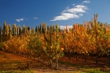 autuminal;autumn;autumn-colour;autumn-colours;autumnal;Central-Otago;color;colors;colour;colours;country;countryside;Cromwell;crop;crops;deciduous;fall;farm;farming;farmland;farms;field;fruit;fruit-tree;fruit-trees;horticulture;leaf;leaves;N.Z.;New-Zealand;NZ;orchard;orchards;Otago;Ripponvale;row;rows;rural;S.I.;season;seasonal;seasons;SI;South-Is;South-Island;Sth-Is;tree;trees