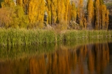 autuminal;autumn;autumn-colour;autumn-colours;autumnal;Bannockburn;calm;Central-Otago;color;colors;colour;colours;Cromwell;deciduous;fall;gold;golden;leaf;leaves;N.Z.;New-Zealand;NZ;Otago;placid;pond;ponds;poplar;poplar-tree;poplar-trees;poplars;quiet;reeds;reflection;reflections;S.I.;season;seasonal;seasons;serene;SI;smooth;South-Is;South-Island;Sth-Is;still;tranquil;tree;trees;water;yellow