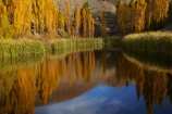 autuminal;autumn;autumn-colour;autumn-colours;autumnal;Bannockburn;calm;Central-Otago;color;colors;colour;colours;Cromwell;deciduous;fall;gold;golden;leaf;leaves;N.Z.;New-Zealand;NZ;Otago;placid;pond;ponds;poplar;poplar-tree;poplar-trees;poplars;quiet;reeds;reflection;reflections;S.I.;season;seasonal;seasons;serene;SI;smooth;South-Is;South-Island;Sth-Is;still;tranquil;tree;trees;water;yellow