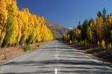 autumn;blue;Central-Otago;centre-line;centre-lines;centre_line;centre_lines;centreline;centrelines;Cromwell;driving;fall;golden;highway;highways;line;New-Zealand;open-road;open-roads;Pearson-Road;poplar;poplars;road;road-trip;roads;season;seasonal;seasons;South-Island;straight;transport;transportation;travel;traveling;travelling;tree;trees;trip;yellow