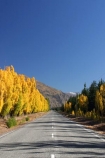 autumn;blue;Central-Otago;centre-line;centre-lines;centre_line;centre_lines;centreline;centrelines;Cromwell;driving;fall;golden;highway;highways;line;New-Zealand;open-road;open-roads;Pearson-Road;poplar;poplars;road;road-trip;roads;season;seasonal;seasons;South-Island;straight;transport;transportation;travel;traveling;travelling;tree;trees;trip;yellow