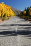autumn;blue;Central-Otago;centre-line;centre-lines;centre_line;centre_lines;centreline;centrelines;Cromwell;driving;fall;golden;highway;highways;line;New-Zealand;open-road;open-roads;Pearson-Road;poplar;poplars;road;road-trip;roads;season;seasonal;seasons;South-Island;straight;transport;transportation;travel;traveling;travelling;tree;trees;trip;yellow