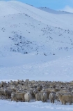 agricultural;agriculture;animal;animals;Central-Otago;cold;Coldness;country;countryside;crowd;crowded;Crowds;Daytime;domestic-stock;drove;droving;ewes;Exterior;extreme-weather;farm;farm-animals;farming;farmland;farms;field;fields;flock;flocks;freeze;freezing;herbivore;herbivores;herbivorous;herd;herds;high-country;Landscape;Landscapes;livestock;mammal;mammals;Maniototo;meadow;meadows;mob;mobs;muster;mustering;N.Z.;natural;Nature;New-Zealand;NZ;Otago;Outdoor;Outdoors;Outside;paddock;paddocks;pasture;pastures;Pig-Root-Highway;Pig-Root-Road;Pig-Route-Highway;Pig-Route-Road;Pigroot;Pigroot-Highway;Pigroot-Road;Pigroute;Pigroute-Highway;Pigroute-Road;rural;S.I.;Scenic;Scenics;Season;Seasons;SH-85;SH85;sheep;SI;snow;snowfall;snowy;South-Is;South-Is.;South-Island;State-Highway-85;State-Highway-Eighty-Five;Sth-Is;stock;The-Pig-Route;The-Pigroot;weather;white;winter;Wintertime;wintery;wintry