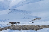4wd;4wds;4wds;4x4;4x4s;4x4s;agricultural;agriculture;animal;animals;Central-Otago;cold;Coldness;country;countryside;crowd;crowded;Crowds;Daytime;domestic-stock;drove;droving;ewes;Exterior;extreme-weather;farm;farm-animals;farmer;farmers;farming;farmland;farms;field;fields;flock;flocks;four-by-four;four-by-fours;four-wheel-drive;four-wheel-drives;freeze;freezing;herbivore;herbivores;herbivorous;herd;herds;high-country;Landscape;Landscapes;livestock;mammal;mammals;Maniototo;meadow;meadows;mob;mobs;muster;mustering;N.Z.;natural;Nature;New-Zealand;NZ;Otago;Outdoor;Outdoors;Outside;paddock;paddocks;pasture;pastures;Pig-Root-Highway;Pig-Root-Road;Pig-Route-Highway;Pig-Route-Road;Pigroot;Pigroot-Highway;Pigroot-Road;Pigroute;Pigroute-Highway;Pigroute-Road;rural;S.I.;Scenic;Scenics;Season;Seasons;SH-85;SH85;sheep;SI;snow;snowfall;snowy;South-Is;South-Is.;South-Island;sports-utility-vehicle;sports-utility-vehicles;State-Highway-85;State-Highway-Eighty-Five;Sth-Is;stock;suv;suvs;The-Pig-Route;The-Pigroot;vehicle;vehicles;weather;white;winter;Wintertime;wintery;wintry
