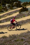 bicycle;bicycles;bike;bike-track;bike-tracks;bike-trail;bike-trails;bikes;Central-Otago;child;children;cycle;cycle-track;cycle-tracks;cycle-trail;cycle-trails;cycler;cyclers;cycles;cyclist;cyclists;hairpin-bend;hairpin-bends;hairpin-corner;hairpin-corners;mountain-bike;mountain-biker;mountain-bikers;mountain-bikes;mtn-bike;mtn-biker;mtn-bikers;mtn-bikes;N.Z.;New-Zealand;NZ;Otago;people;person;push-bike;push-bikes;push_bike;push_bikes;pushbike;pushbikes;Roxburgh;Roxburgh-Cycle-Track;Roxburgh-Cycle-Trail;Roxburgh-Gorge;Roxburgh-Gorge-Cycle-and-Walking-Trail;Roxburgh-Gorge-Cycle-Track;Roxburgh-Gorge-Cycle-Trail;Roxburgh-Gorge-Track;Roxburgh-Gorge-Trail;Roxburgh-Gorge-Walking-and-Cycle-Trail;S.I.;season;seasonal;seasons;SI;South-Is;South-Island;spring;spring-time;steep;Sth-is;switchback;switchback-road;switchback-roads;switchbacks;thyme;thyme-in-flower;tourism;tourist;tourists;violet;wild-thyme;zig-zag;zig-zag-road;zig-zag-roads;zig-zags;zig_zag;zig_zag-road;zig_zag-roads;zig_zags;zigzag;zigzag-road;zigzag-roads;zigzags
