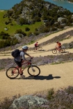 bicycle;bicycles;bike;bike-track;bike-tracks;bike-trail;bike-trails;bikes;Central-Otago;cycle;cycle-track;cycle-tracks;cycle-trail;cycle-trails;cycler;cyclers;cycles;cyclist;cyclists;families;family;hairpin-bend;hairpin-bends;hairpin-corner;hairpin-corners;lake;Lake-Roxburgh;lakes;mountain-bike;mountain-biker;mountain-bikers;mountain-bikes;mtn-bike;mtn-biker;mtn-bikers;mtn-bikes;N.Z.;New-Zealand;NZ;Otago;people;person;push-bike;push-bikes;push_bike;push_bikes;pushbike;pushbikes;Roxburgh;Roxburgh-Cycle-Track;Roxburgh-Cycle-Trail;Roxburgh-Gorge;Roxburgh-Gorge-Cycle-and-Walking-Trail;Roxburgh-Gorge-Cycle-Track;Roxburgh-Gorge-Cycle-Trail;Roxburgh-Gorge-Track;Roxburgh-Gorge-Trail;Roxburgh-Gorge-Walking-and-Cycle-Trail;S.I.;season;seasonal;seasons;SI;South-Is;South-Island;spring;spring-time;steep;Sth-is;switchback;switchback-road;switchback-roads;switchbacks;thyme;thyme-in-flower;tourism;tourist;tourists;violet;wild-thyme;zig-zag;zig-zag-road;zig-zag-roads;zig-zags;zig_zag;zig_zag-road;zig_zag-roads;zig_zags;zigzag;zigzag-road;zigzag-roads;zigzags