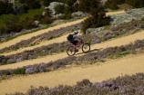 bicycle;bicycles;bike;bike-track;bike-tracks;bike-trail;bike-trails;bikes;Central-Otago;cycle;cycle-track;cycle-tracks;cycle-trail;cycle-trails;cycler;cyclers;cycles;cyclist;cyclists;hairpin-bend;hairpin-bends;hairpin-corner;hairpin-corners;mountain-bike;mountain-biker;mountain-bikers;mountain-bikes;mtn-bike;mtn-biker;mtn-bikers;mtn-bikes;N.Z.;New-Zealand;NZ;Otago;people;person;push-bike;push-bikes;push_bike;push_bikes;pushbike;pushbikes;Roxburgh;Roxburgh-Cycle-Track;Roxburgh-Cycle-Trail;Roxburgh-Gorge;Roxburgh-Gorge-Cycle-and-Walking-Trail;Roxburgh-Gorge-Cycle-Track;Roxburgh-Gorge-Cycle-Trail;Roxburgh-Gorge-Track;Roxburgh-Gorge-Trail;Roxburgh-Gorge-Walking-and-Cycle-Trail;S.I.;season;seasonal;seasons;SI;South-Is;South-Island;spring;spring-time;steep;Sth-is;switchback;switchback-road;switchback-roads;switchbacks;thyme;thyme-in-flower;tourism;tourist;tourists;violet;wild-thyme;zig-zag;zig-zag-road;zig-zag-roads;zig-zags;zig_zag;zig_zag-road;zig_zag-roads;zig_zags;zigzag;zigzag-road;zigzag-roads;zigzags
