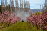 Alexandra;bloom;blooming;blooms;blossom;blossoming;blossoms;Central-Otago;country;countryside;crop;crops;Earnscleugh;farm;farming;farmland;farms;field;flower;flowering;flowers;fresh;fruit;fruit-tree;fruit-trees;grow;growth;horticulture;N.Z.;New-Zealand;NZ;orchard;orchards;Otago;pink;renew;row;rows;rural;S.I.;season;seasonal;seasons;SI;South-Is;South-Is.;South-Island;spray;spraying;spring;spring-time;spring_time;springtime;Sth-Is;tractor;tractors;tree;trees