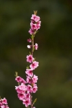 Alexandra;bloom;blooming;blooms;blossom;blossoming;blossoms;Central-Otago;country;countryside;crop;crops;Earnscleugh;farm;farming;farmland;farms;field;flower;flowering;flowers;fresh;fruit;fruit-tree;fruit-trees;grow;growth;horticulture;N.Z.;New-Zealand;NZ;orchard;orchards;Otago;pink;renew;row;rows;rural;S.I.;season;seasonal;seasons;SI;South-Is;South-Is.;South-Island;spring;spring-time;spring_time;springtime;Sth-Is;tree;trees