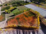 aerial;Aerial-drone;Aerial-drones;aerial-image;aerial-images;aerial-photo;aerial-photograph;aerial-photographs;aerial-photography;aerial-photos;aerial-view;aerial-views;aerials;autuminal;autumn;autumn-colour;autumn-colours;autumnal;Bannockburn;Central-Otago;color;colors;colour;colours;country;countryside;Cromwell;crop;crops;deciduous;Drone;Drones;emotely-operated-aircraft;fall;farm;farming;farmland;farms;field;fruit;fruit-tree;fruit-trees;gold;golden;horticulture;leaf;leaves;N.Z.;New-Zealand;NZ;orange;orchard;orchards;Otago;poplar;poplar-tree;poplar-trees;poplars;Quadcopter;Quadcopters;remote-piloted-aircraft-systems;remotely-piloted-aircraft;remotely-piloted-aircrafts;ROA;row;rows;RPA;RPAS;rural;S.I.;season;seasonal;seasons;SI;South-Is;South-Island;Sth-Is;tree;trees;U.A.V.;UA;UAS;UAV;UAVs;Unmanned-aerial-vehicle;unmanned-aircraft;unpiloted-aerial-vehicle;unpiloted-aerial-vehicles;unpiloted-air-system;yellow